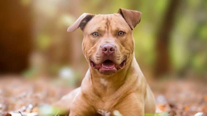 American Pit Bull Featured Image