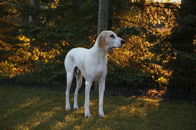 Porcelaine dog in garden
