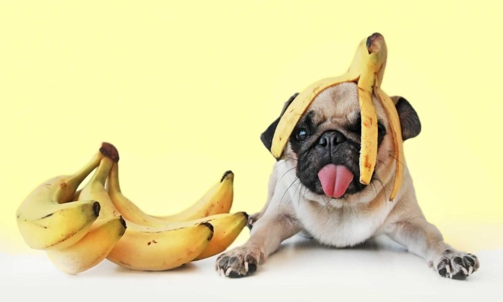 Pug Dog With Banana