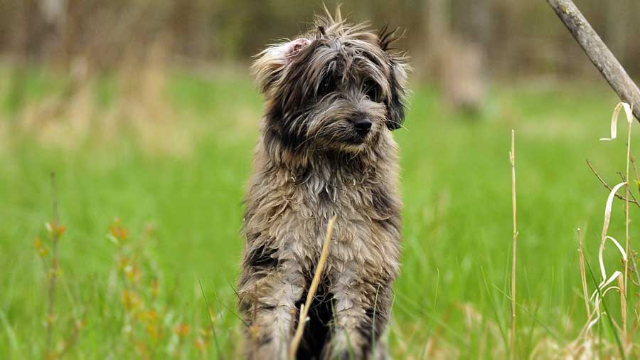 Pyrenean Sheepdog in grass