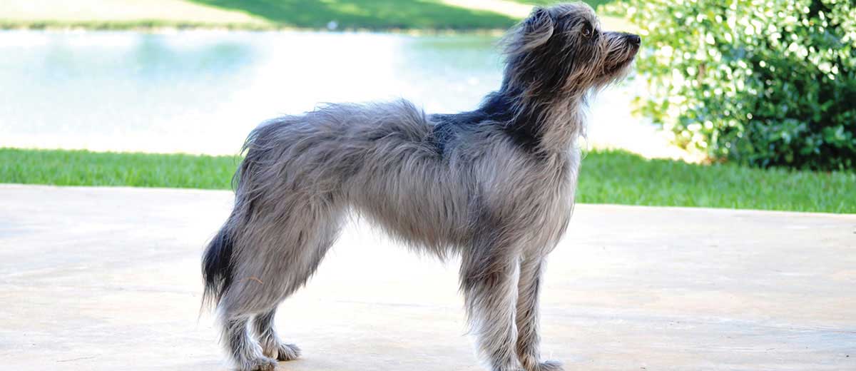 Pyrenean Sheepdog dog featured image