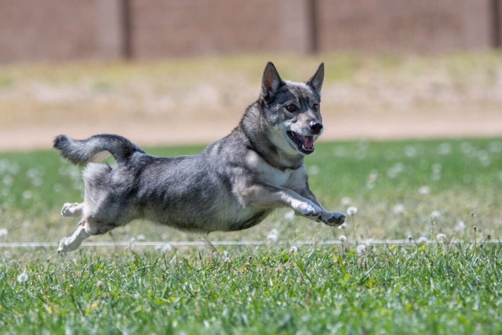 Swedish Vallhund dog training