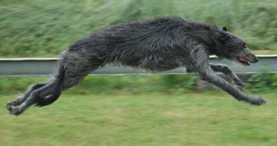 Scottish Deerhound dog running
