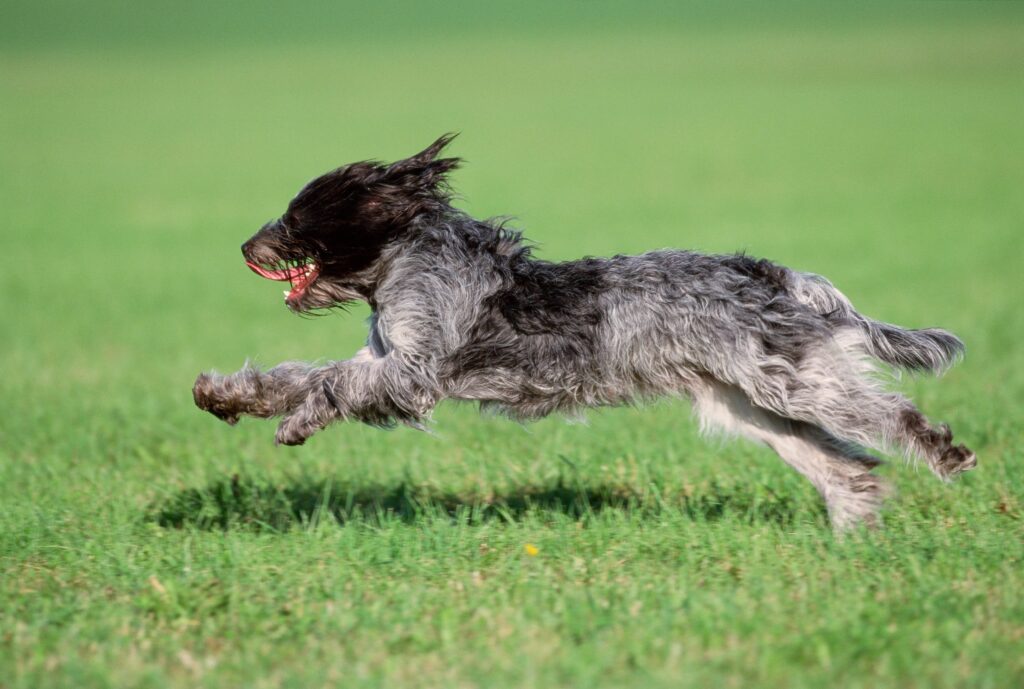Schapendoes dog running on field