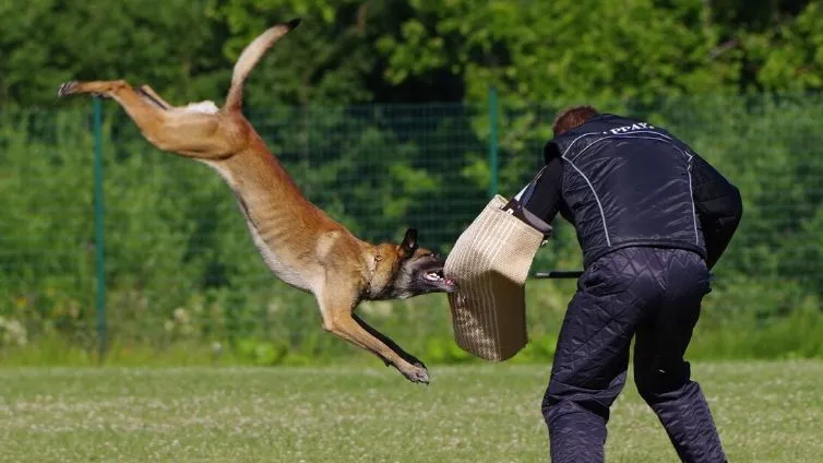 Czechoslovakian Wolfdog training