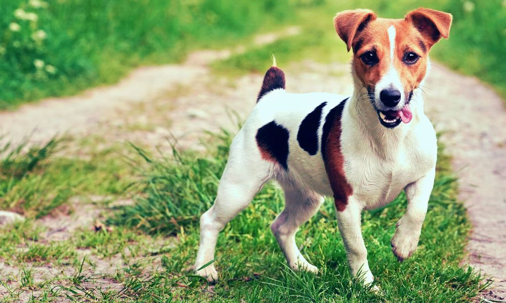 Jack Russell Terrier dog featured image