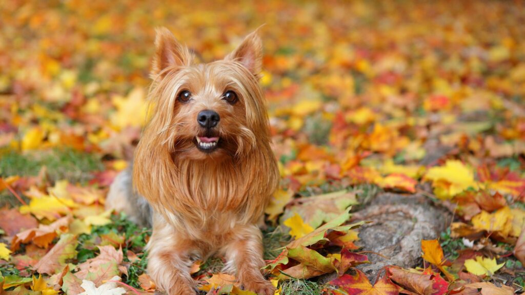Silky Terrier dog with leafs