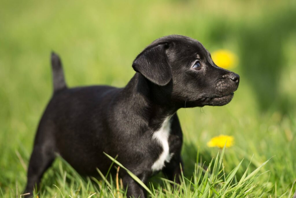 Patterdale puppy