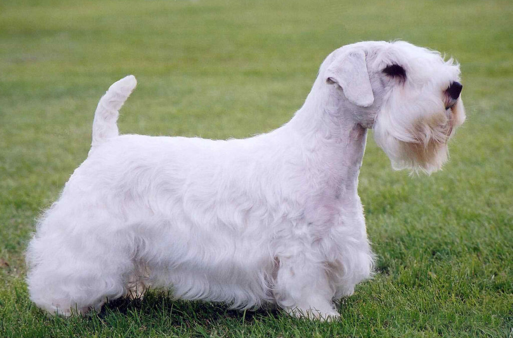 Sealyham Terrier dog standing on grass