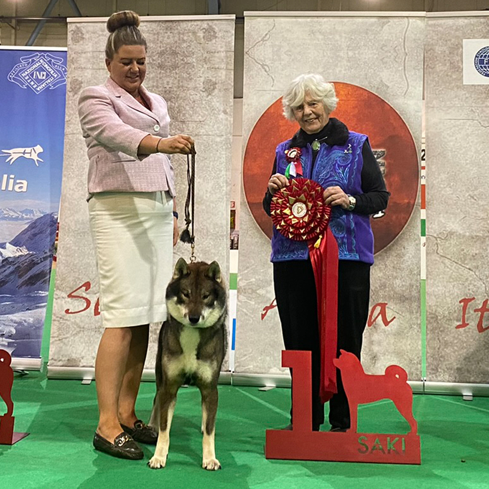 Shikoku dog won the best dog in show award