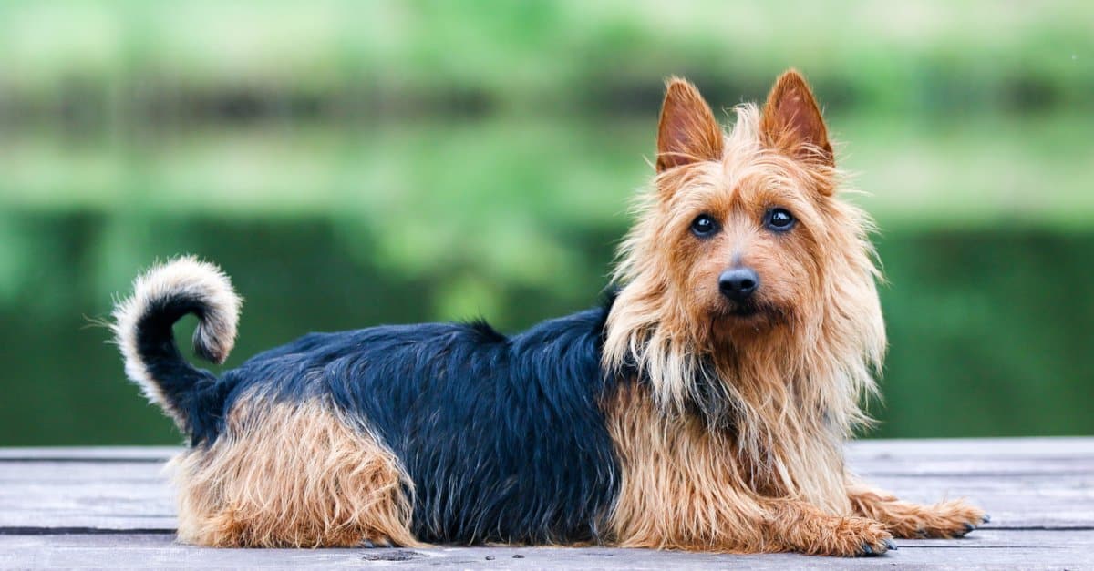 Australian Terrier Dog Featured Image