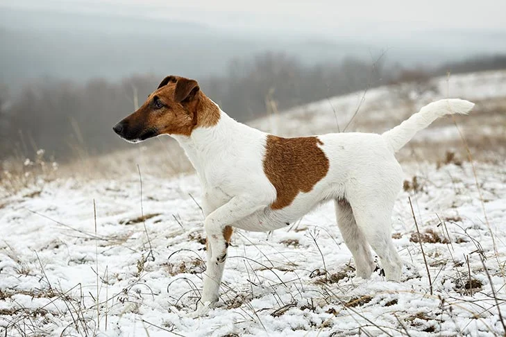 Fox Terrier dog in snow 