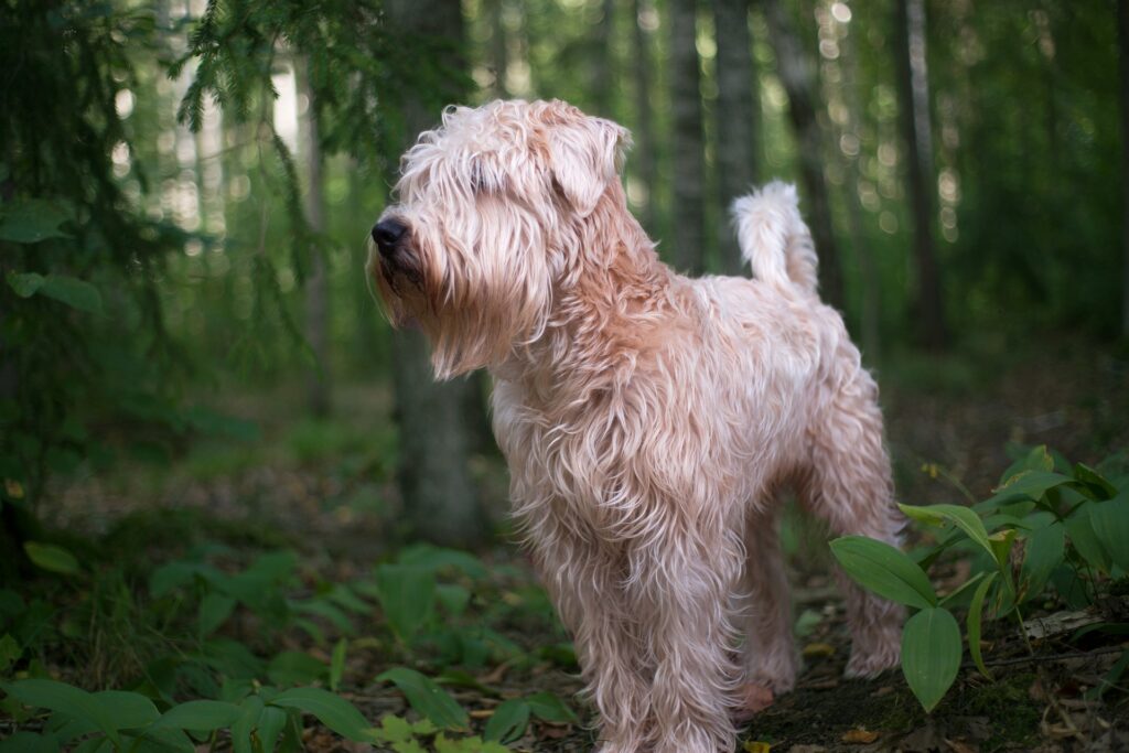 Soft-coated Wheaten Terrier  dog standing in forest
