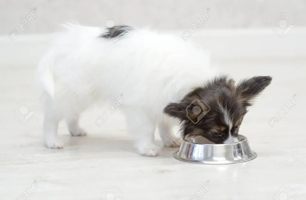 Papillon eating dog food