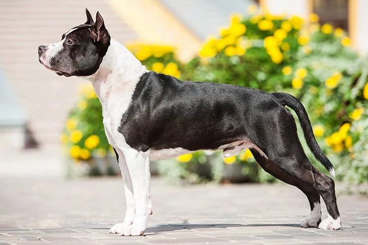 American Staffordshire Terrier Featured Image