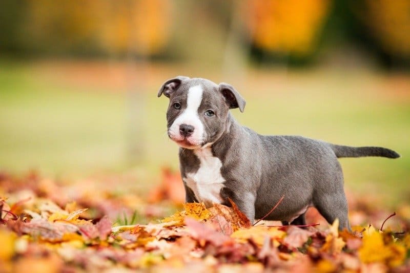Staffordshire Bull Terrier dog featured image