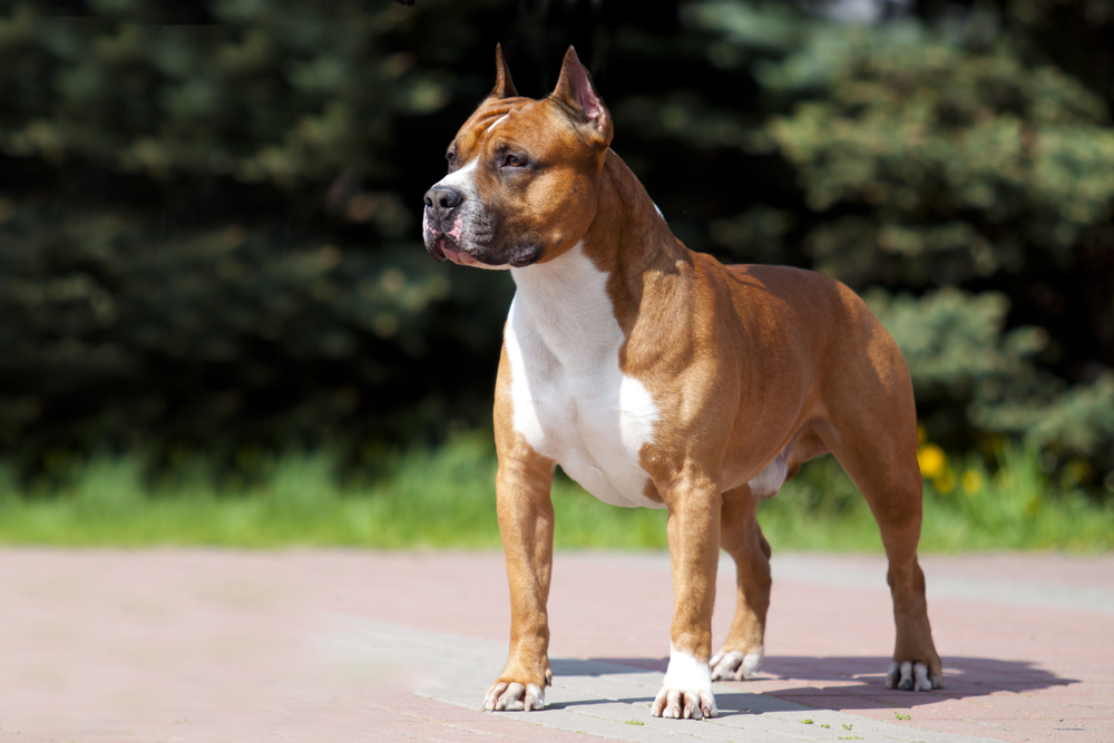 Brown American Staffordshire Terrier