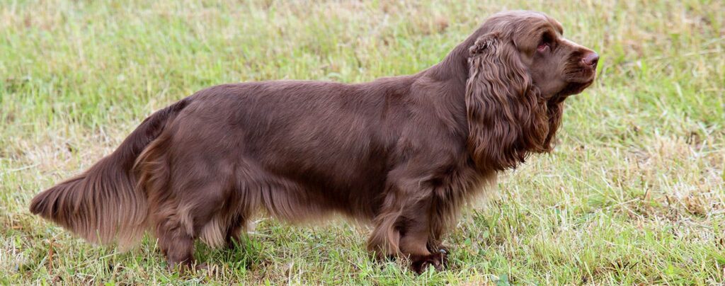 Sussex Spaniel dog standing on grass