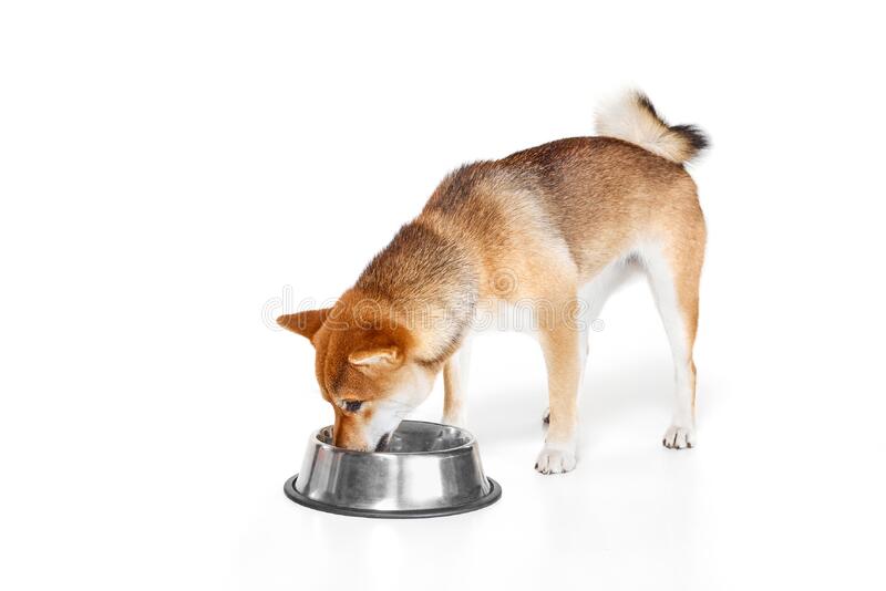 Hokkaido dog eating food