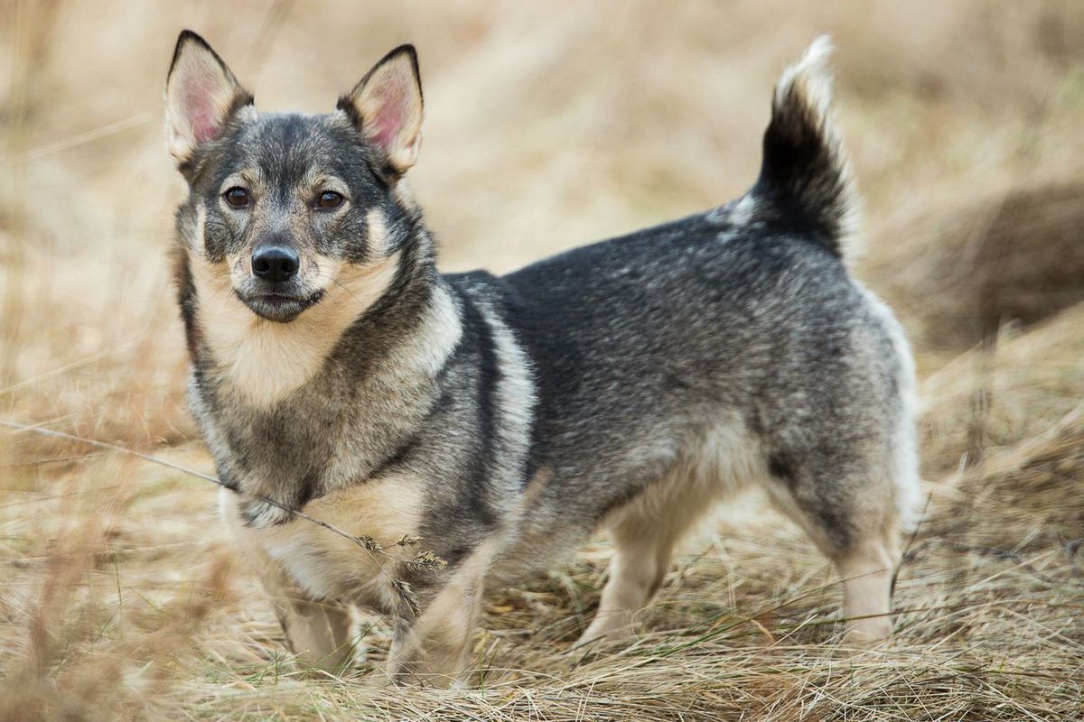 Swedish Vallhund dog featured image