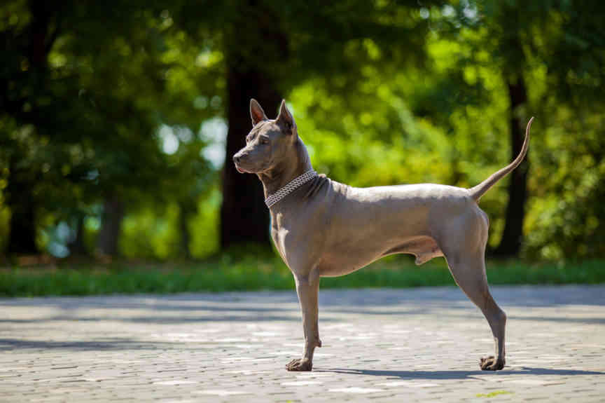 Thai ridgeback dog standing on road