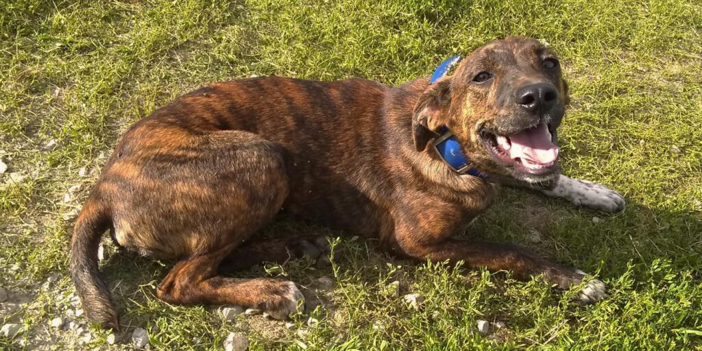 Treeing Tennessee Brindle sitting on grass