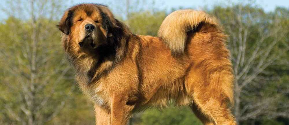 Tibetan Mastiff dog in grass