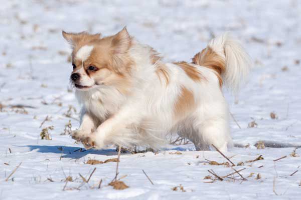 Tibetan spaniel puppy running