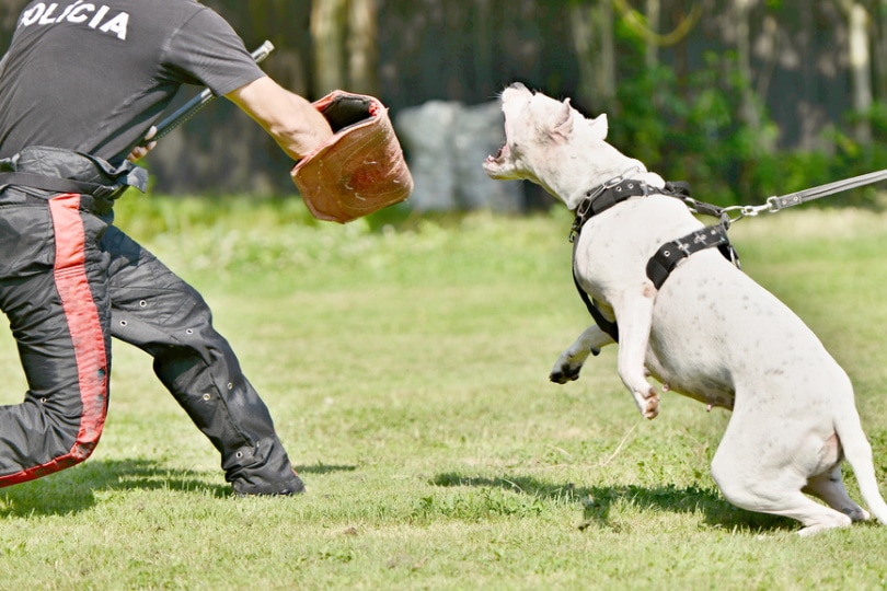 Dogo Argentino training