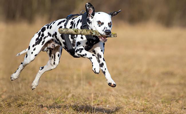 Dalmatian dog training