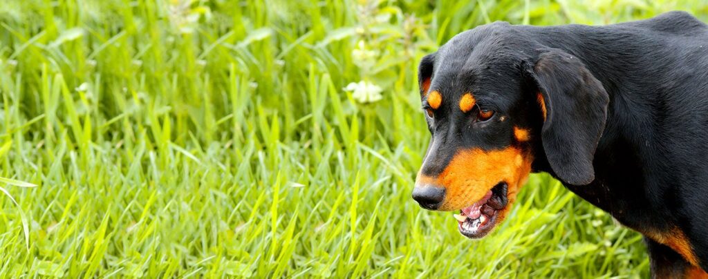 Transylvanian Hound in grass