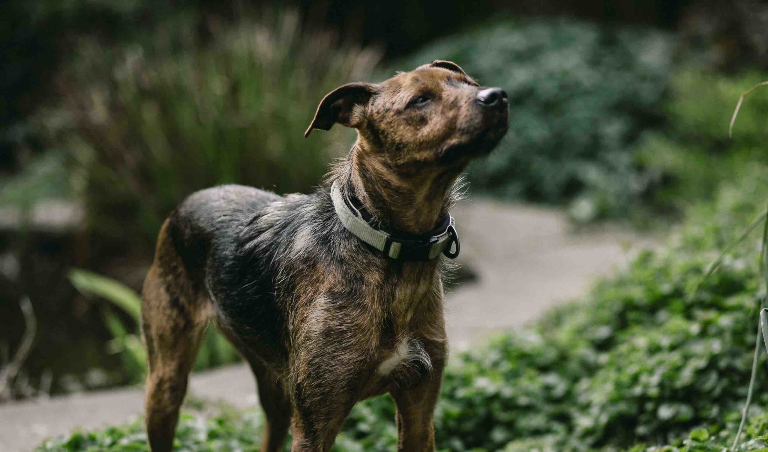 Treeing Tennessee Brindle Dog Breed Revealed: Explore the Personality Traits and Charaactersticks