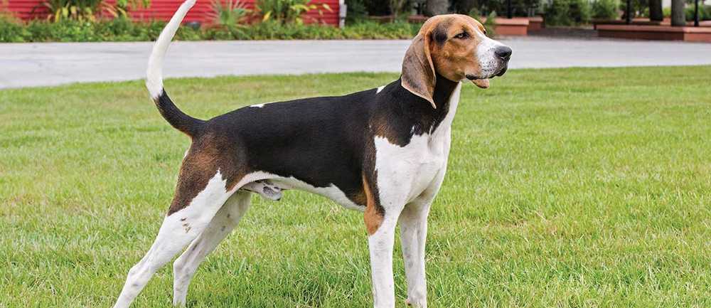 Treeing Walker Coonhound standing on grass 