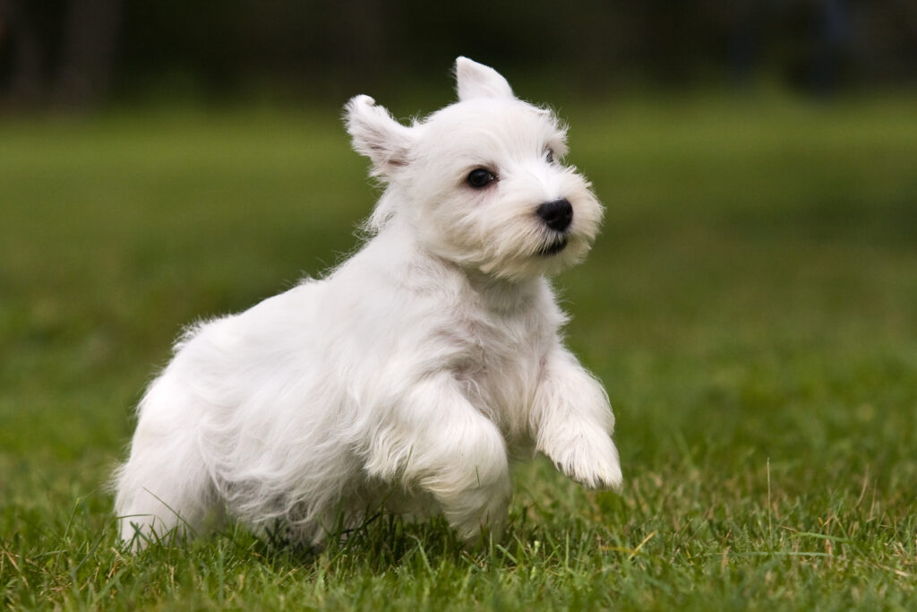 Sealyham Terrier running on grass