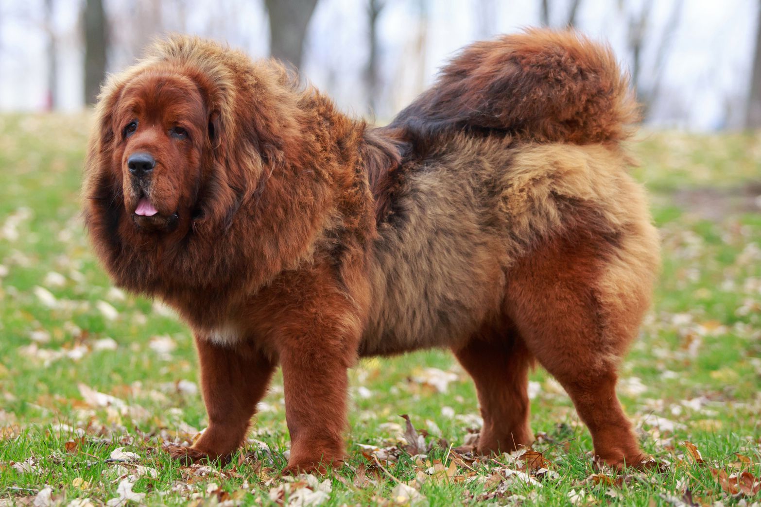 Tibetan Mastiff dog featured image