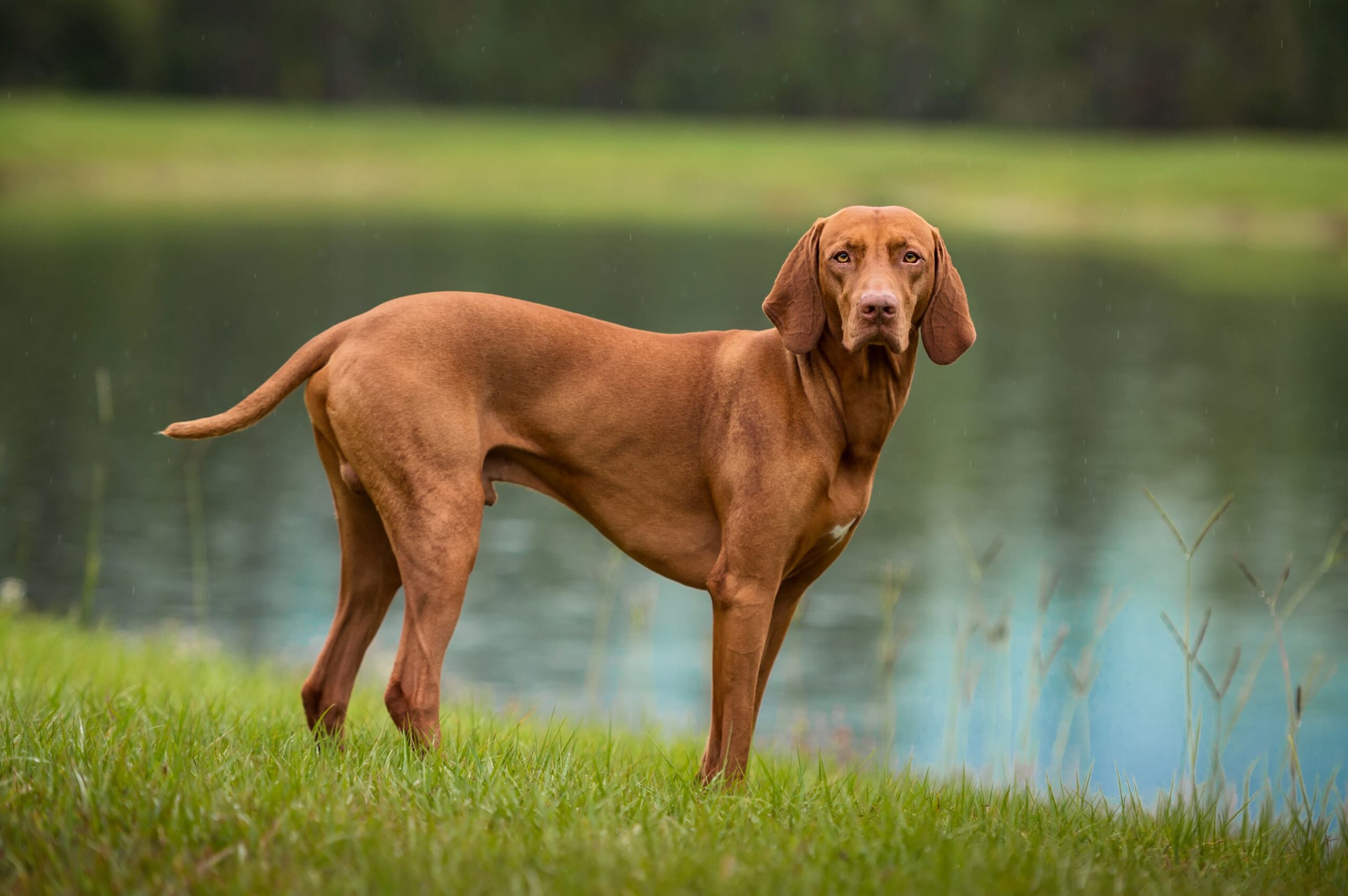 Vizsla Dog Breed Revealed: Explore the Personality Traits and Charaactersticks