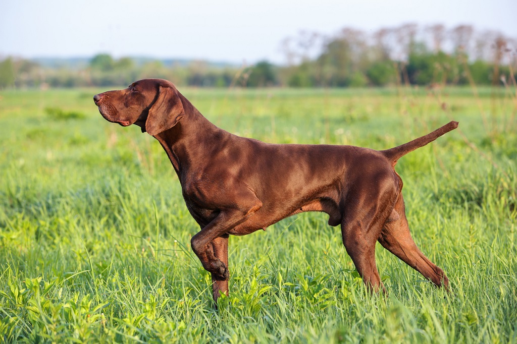 German longhaired pointer in grass fields