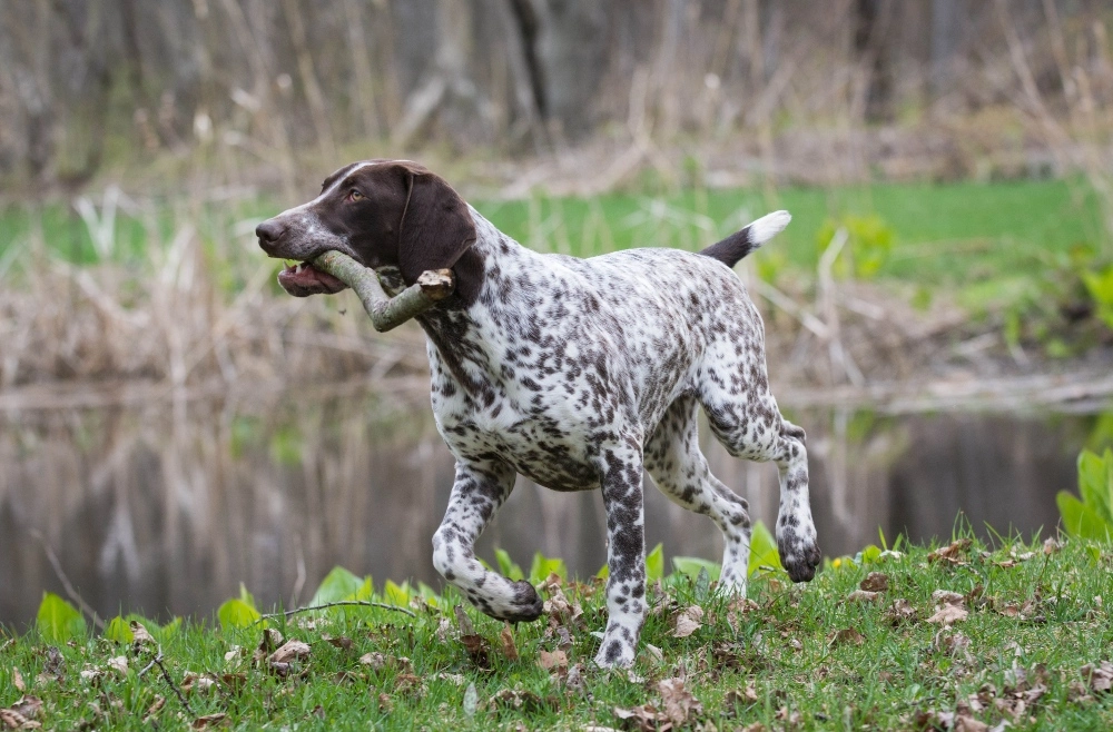 German longhaired pointer playing in forest