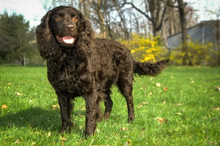 American Water Spaniel Featured Image