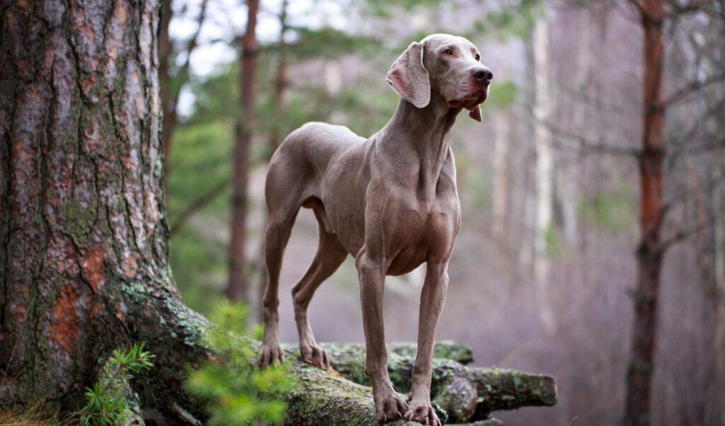 Weimaraner in forest 