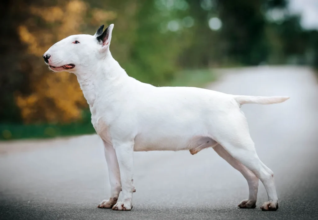 White bull terrier dog 