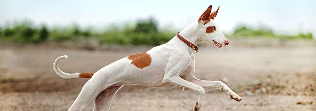 Ibizan Hound dog running