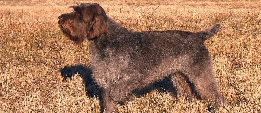 Wirehaired Pointing Griffon standing on field