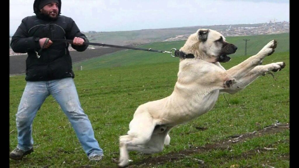 Kangal Shepherd dog training
