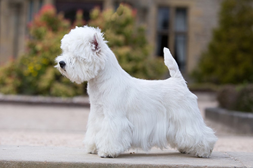 how to train West Highland White Terrier 